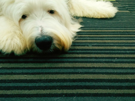 Old English Sheepdog Resting on Carpet,white terrier dog on carpet floor, dog lying on floor with copy spaceの写真素材