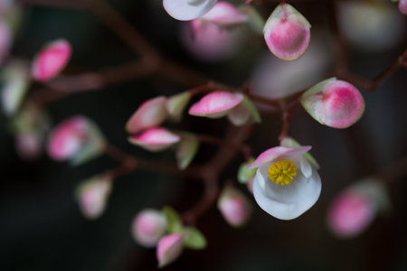 Pick blooming flowerの写真素材