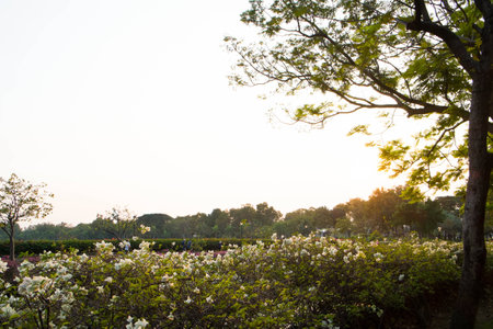 the evening in public parkの写真素材