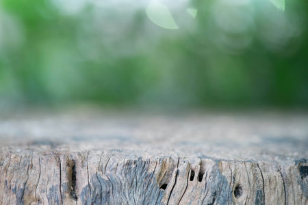 Dead wood with blur green backgroundの写真素材