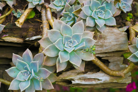 Succulent plantの写真素材