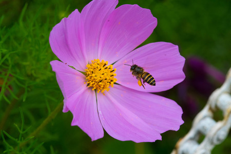 A bee going to landing on a flower.の写真素材