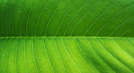 Leaf textureの写真素材