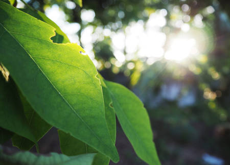 Leaf and sunlightの写真素材