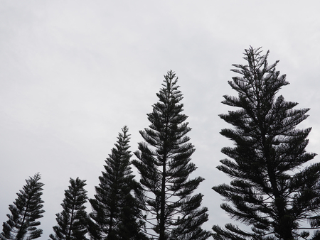 Monochrome tree with sky background.の写真素材
