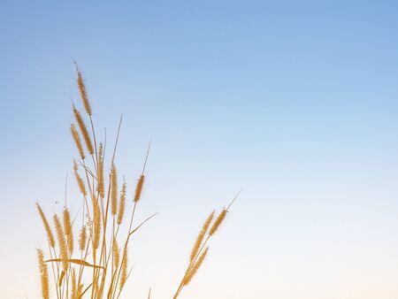 Grass flowers with blue sky backgroundの写真素材