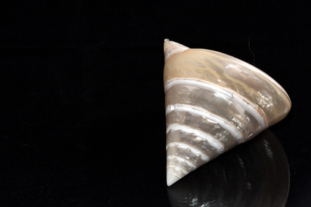 shell reflectedの写真素材