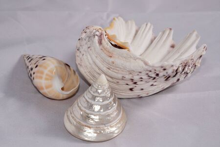 Shells and mother of pearlの写真素材