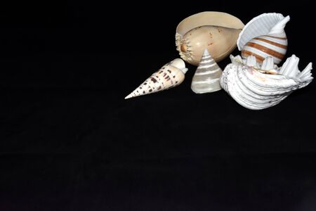 Shells to the edge