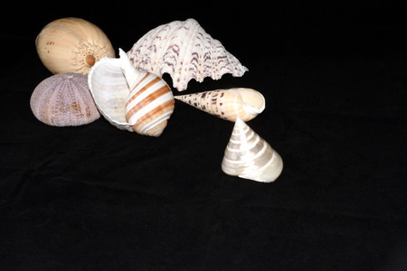 Shells to the edgeの写真素材