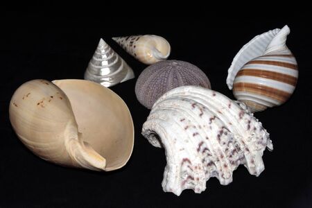 Shells of various shapes
