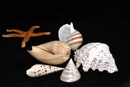 Shells of various shapesの写真素材