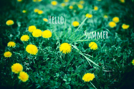 Field with dandelions in early summer. Hello summerの写真素材