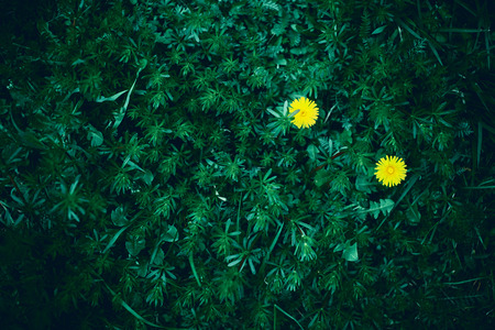 Field with dandelions in early summer. Hello summerの写真素材