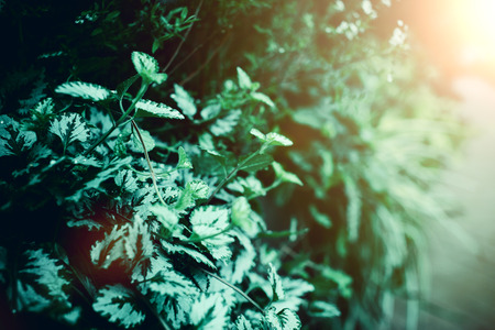 Green bright plant and green leaves and nature conceptの写真素材