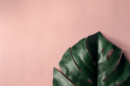 One sheet big monstera on pink backgroundの写真素材