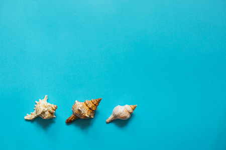 Three seashells flat lay on blue background