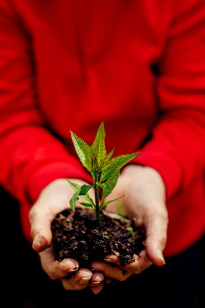 Plant in the hands close-up ecology nature conservationの写真素材