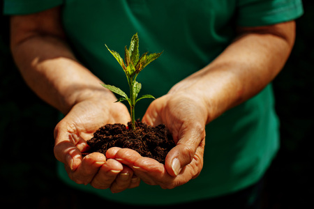 Plant in the hands close-up ecology nature conservation