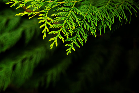 Fir branch in the garden in low key
