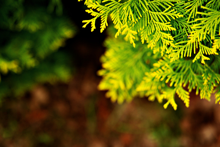 Fir branch in the garden in the sunの写真素材