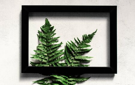 Leaves fern in wooden black framed top view. Flat lay