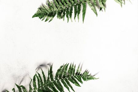 Leaves fern on white background top view. Flat layの写真素材