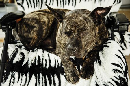 Dog on the couch rest after fun games