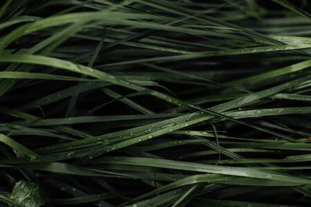 Leaves texture background close-up green color vertical rhythmの写真素材