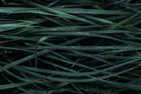 Leaves texture background close-up green color vertical rhythm