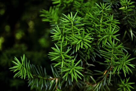 Fir tree brunch close up, Christmas wallpaper concept