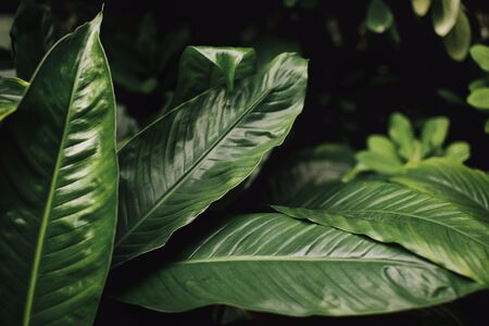 Tropical leaves in low key in the roughness of the rainforestの写真素材