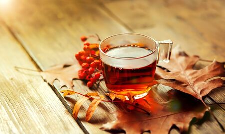 Hot cup of tea with autumn leaves and rowanberryの写真素材