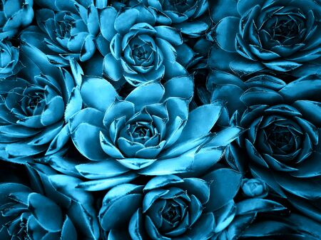 Agave succulent cactus abstract natural pattern background, Mosaic Blue color trend 2020の写真素材