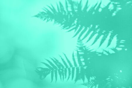 Shadow fern in biscay green color background flat lay trandy 2020の写真素材