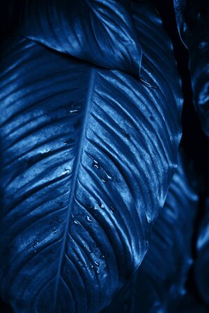 Drops of water on leaf in low key in the roughness of the rainforest, classic blue color 2020