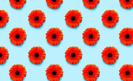 Pattern red gerbera flower on blue background, top view
