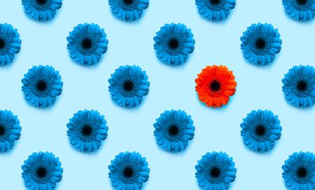 Pattern blue and red gerbera flower on blue background, top viewの写真素材