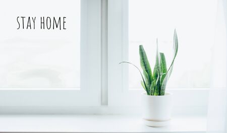 Modern houseplants with white curtain, minimal creative home decor concept. staying at home, self-isolation, social distancingの写真素材