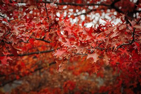 Autumn leaves on trees on a quiet rainy dayの写真素材