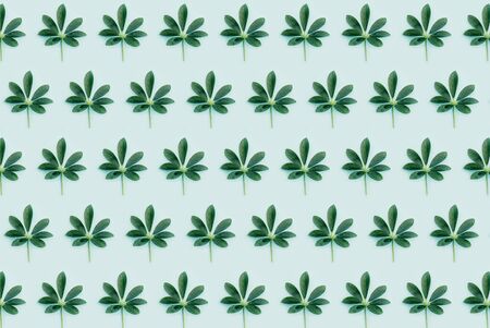 Green leaf on a blue background, exotic tropical leaf patternの写真素材