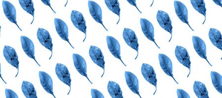 Fresh blue color branch on a white background. Flat lay, copy space, pattern
