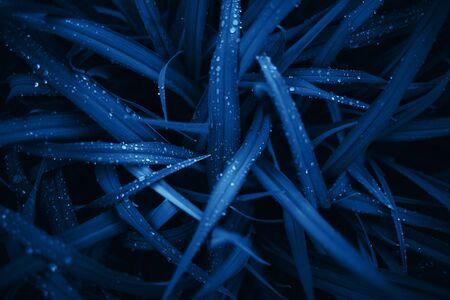 Blue grass with long leaves in a low keyの写真素材