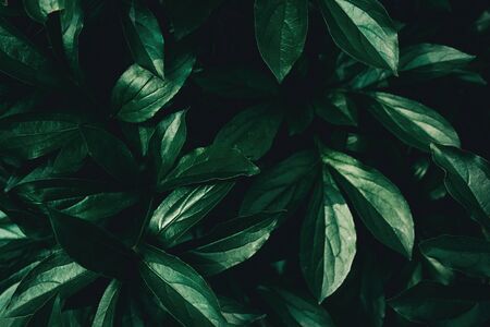 Leaves texture background close-up green color vertical rhythm