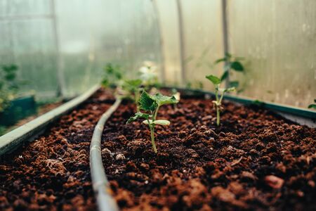 Tomato seedlings on thegarden bed with irrigation systemの写真素材