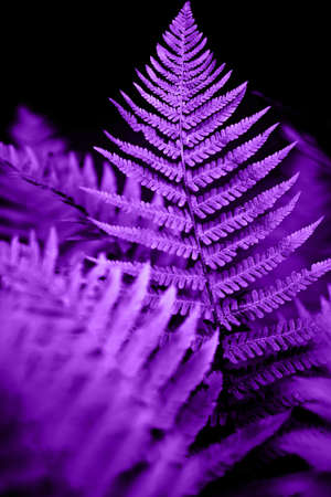 Bright fern leaves in low key contrast, purple colorの写真素材