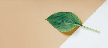 Fresh green branch on a beige background. Minimal concept. Flat lay, copy space.の写真素材