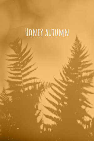 Shadow fern on honey yellow background flat layの写真素材