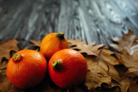 Pumpkin on autumn leaves, Halloween, Thanksgiving day or seasonal autumnal.の写真素材