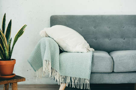 Homemade plant in a modern room close-upの写真素材